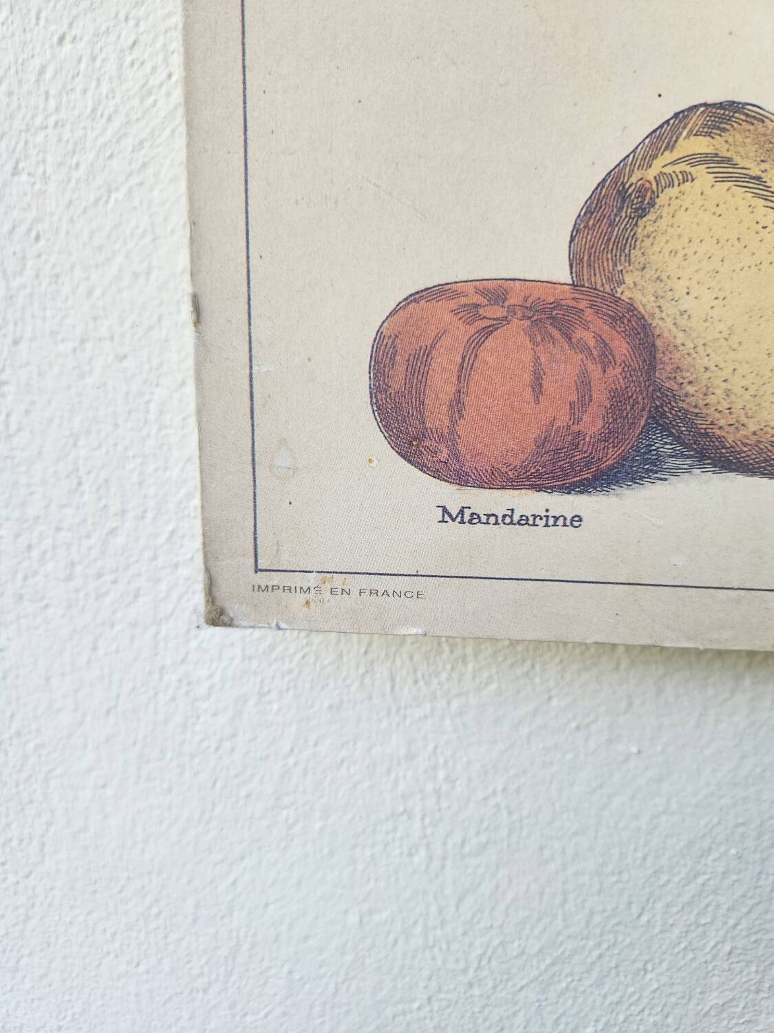 Affiche ancienne Deyrolle : l'orange
