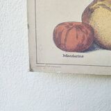 Affiche ancienne Deyrolle : l'orange