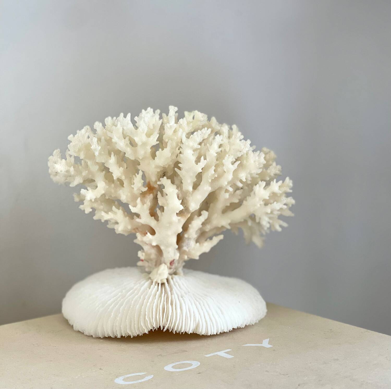 White coral on a natural base