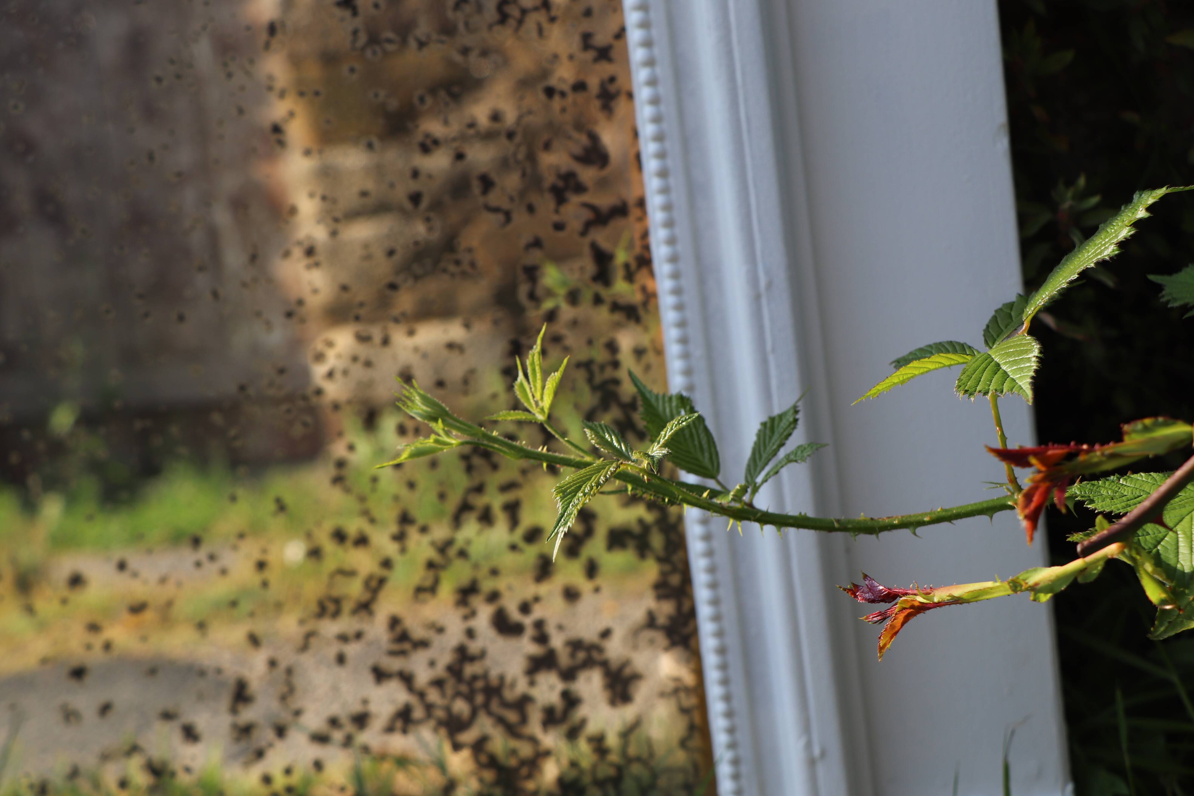 19th-century trumeau woodwork mirror 157x102cm