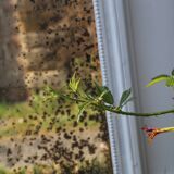 19th-century trumeau woodwork mirror 157x102cm