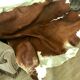 Vintage cowhide 225x170cm