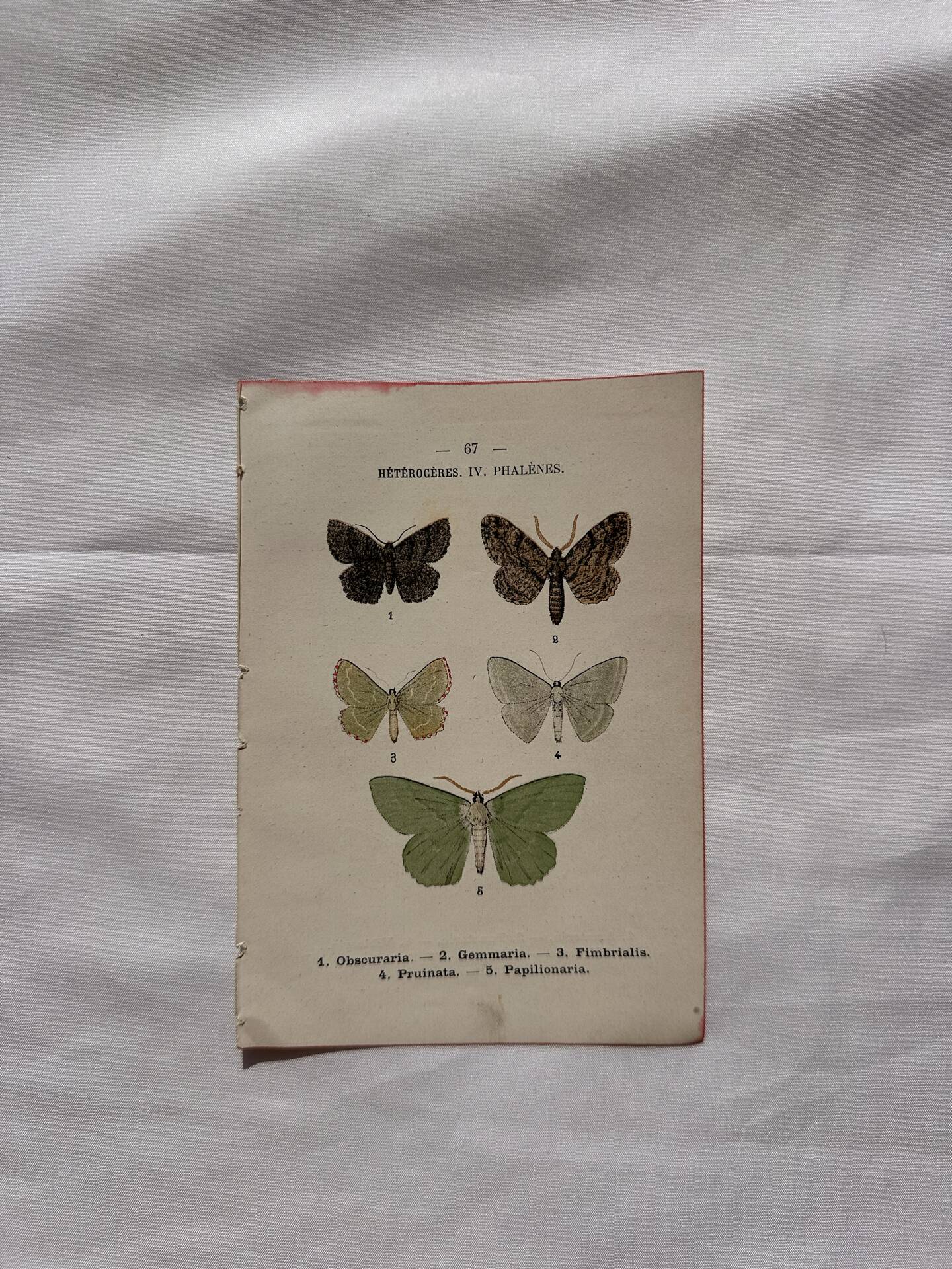 Botanical Plate 1800 Old naturalist engraving 19th century double-sided
