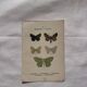 Botanical Plate 1800 Old naturalist engraving 19th century double-sided