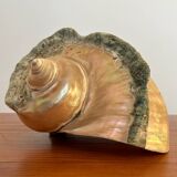 Pearly shell