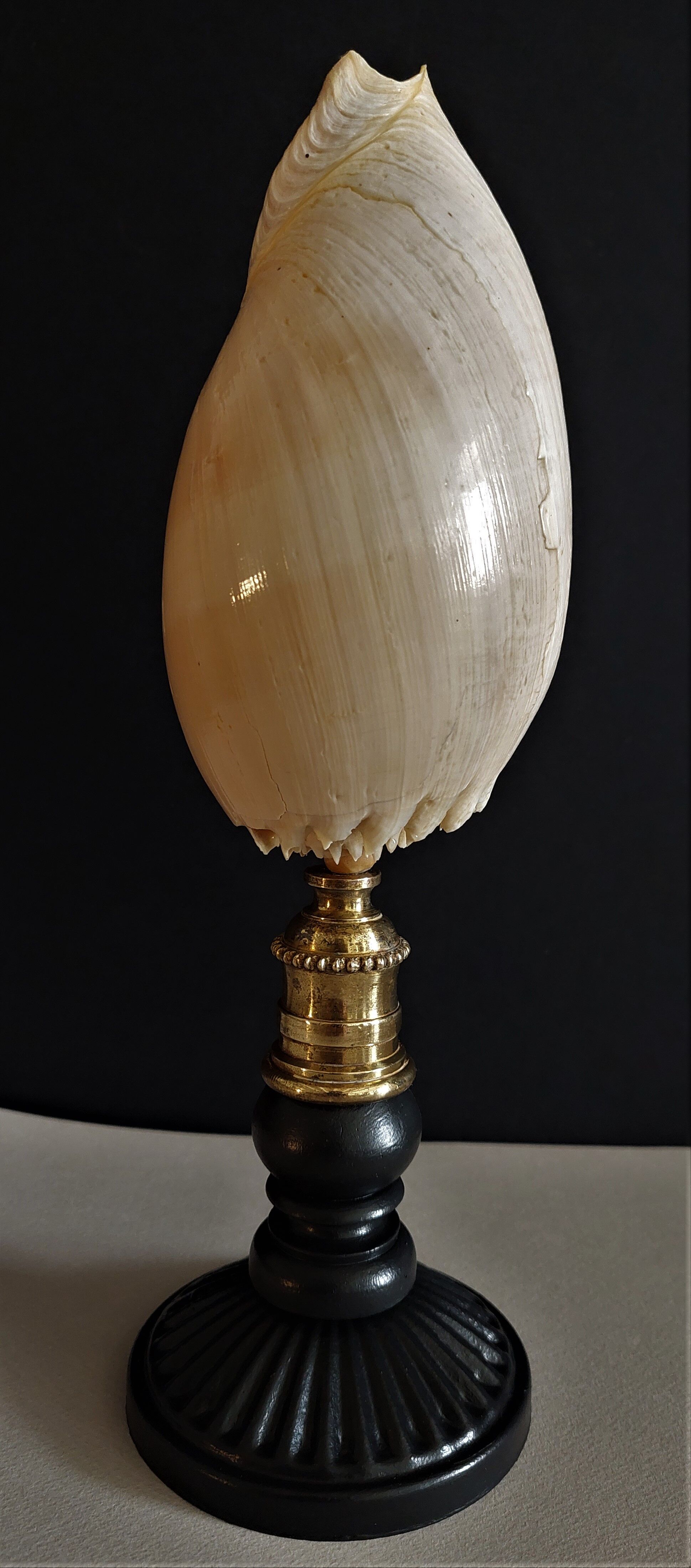 Cabinet of Curiosities shell melo broderipii on base