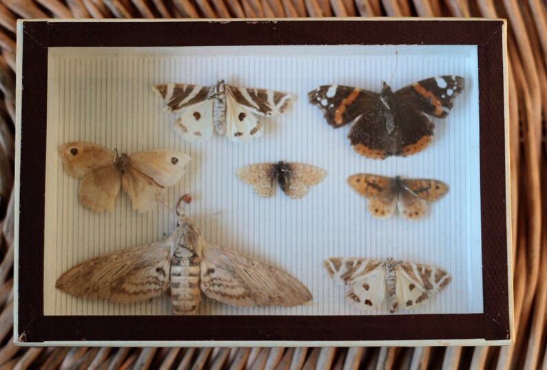 Naturalized butterfly frame pinned