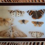 Naturalized butterfly frame pinned