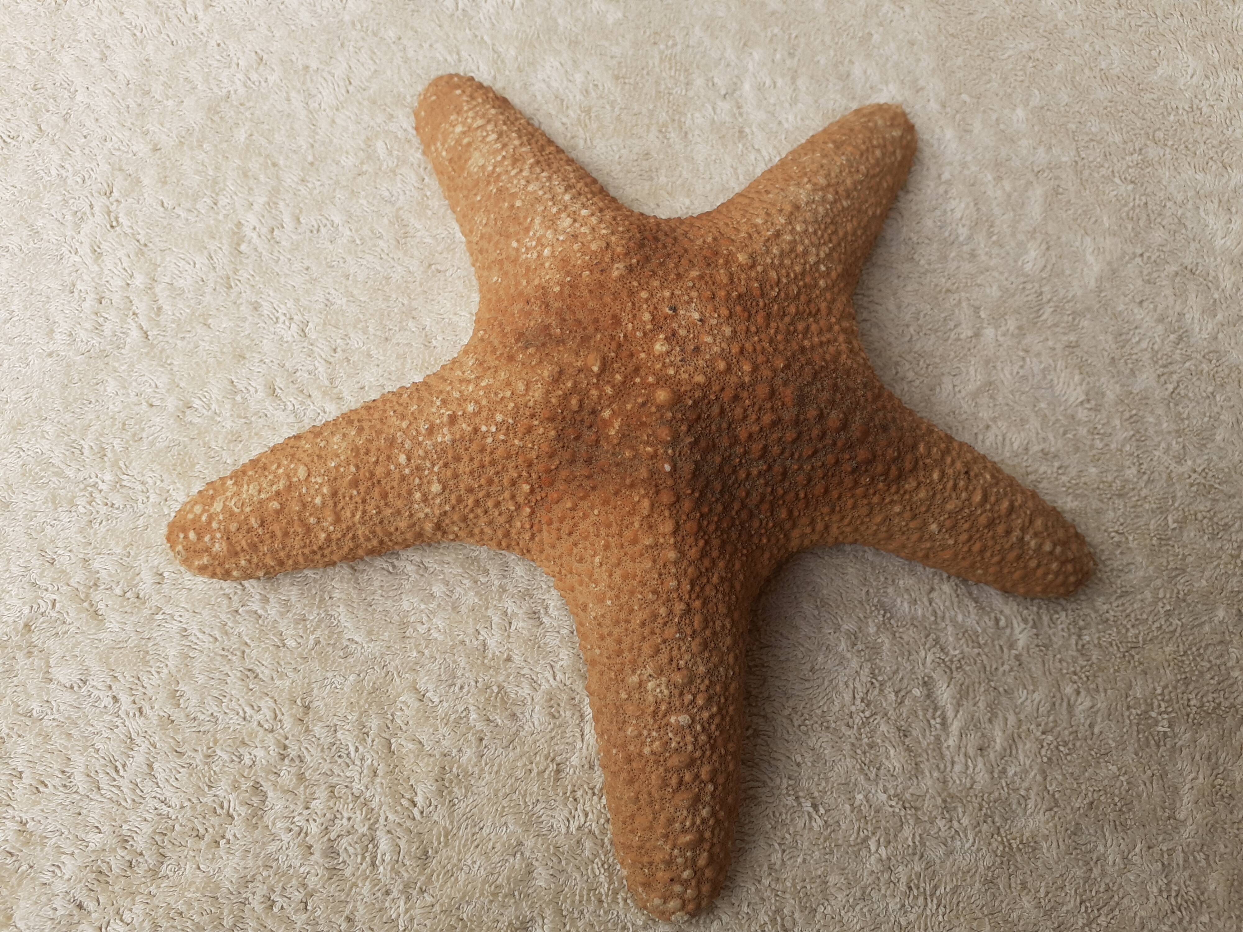 Starfish