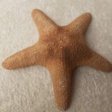 Starfish