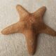 Starfish