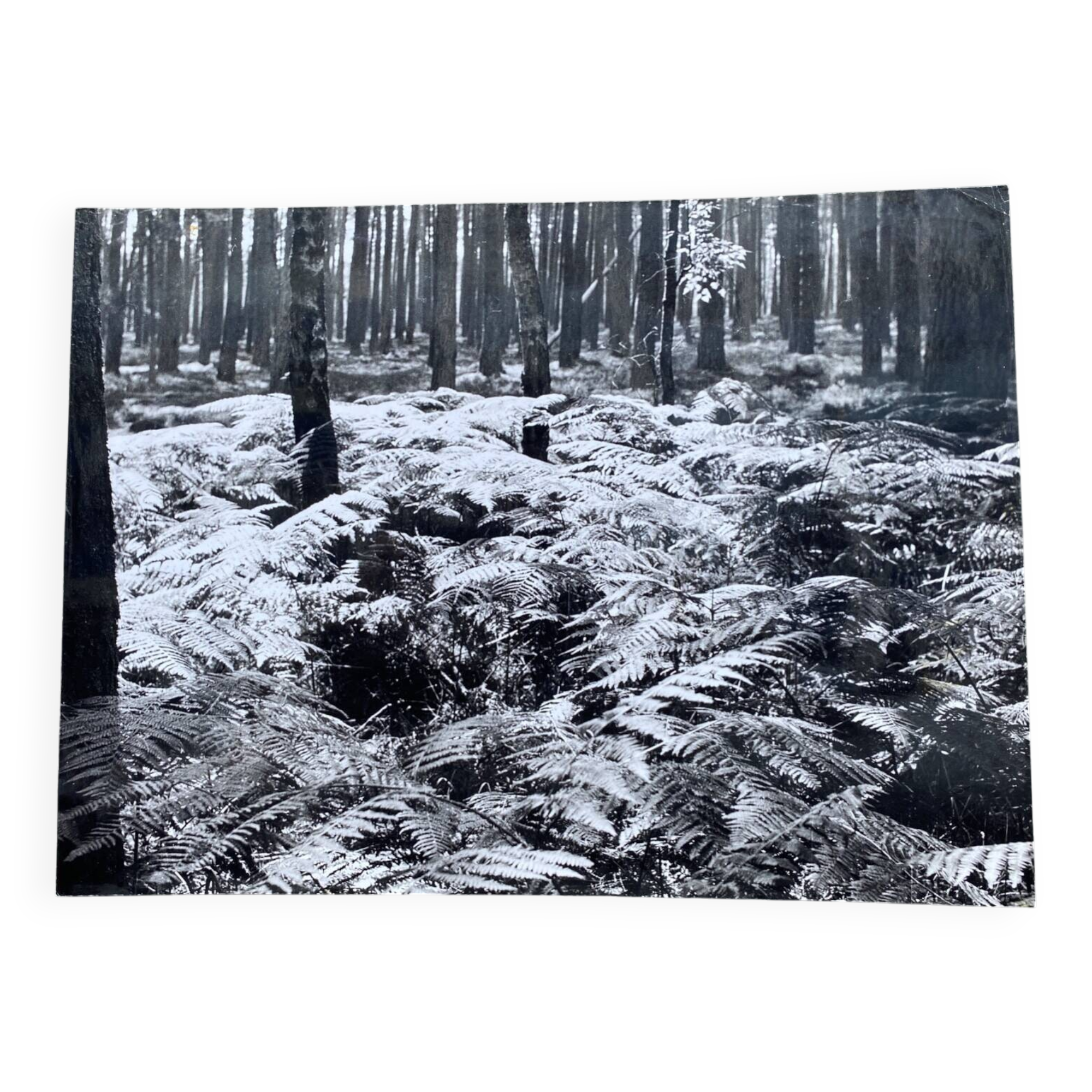 Silver gelatin photograph by Bernard Darot, 20th century, AFIAP Photo Club Nantais, in the forest