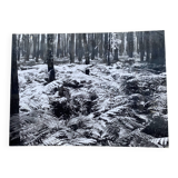 Silver gelatin photograph by Bernard Darot, 20th century, AFIAP Photo Club Nantais, in the forest