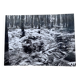 Photo argentique Bernard Darot XXe AFIAP Photo Club Nantais En Forêt