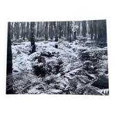 Photo argentique Bernard Darot XXe AFIAP Photo Club Nantais En Forêt