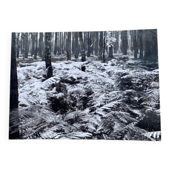 Silver gelatin photograph by Bernard Darot, 20th century, AFIAP Photo Club Nantais, in the forest