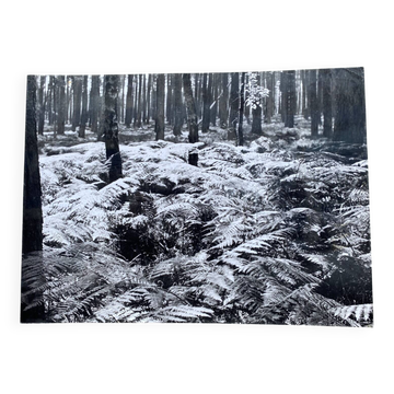Silver gelatin photograph by Bernard Darot, 20th century, AFIAP Photo Club Nantais, in the forest