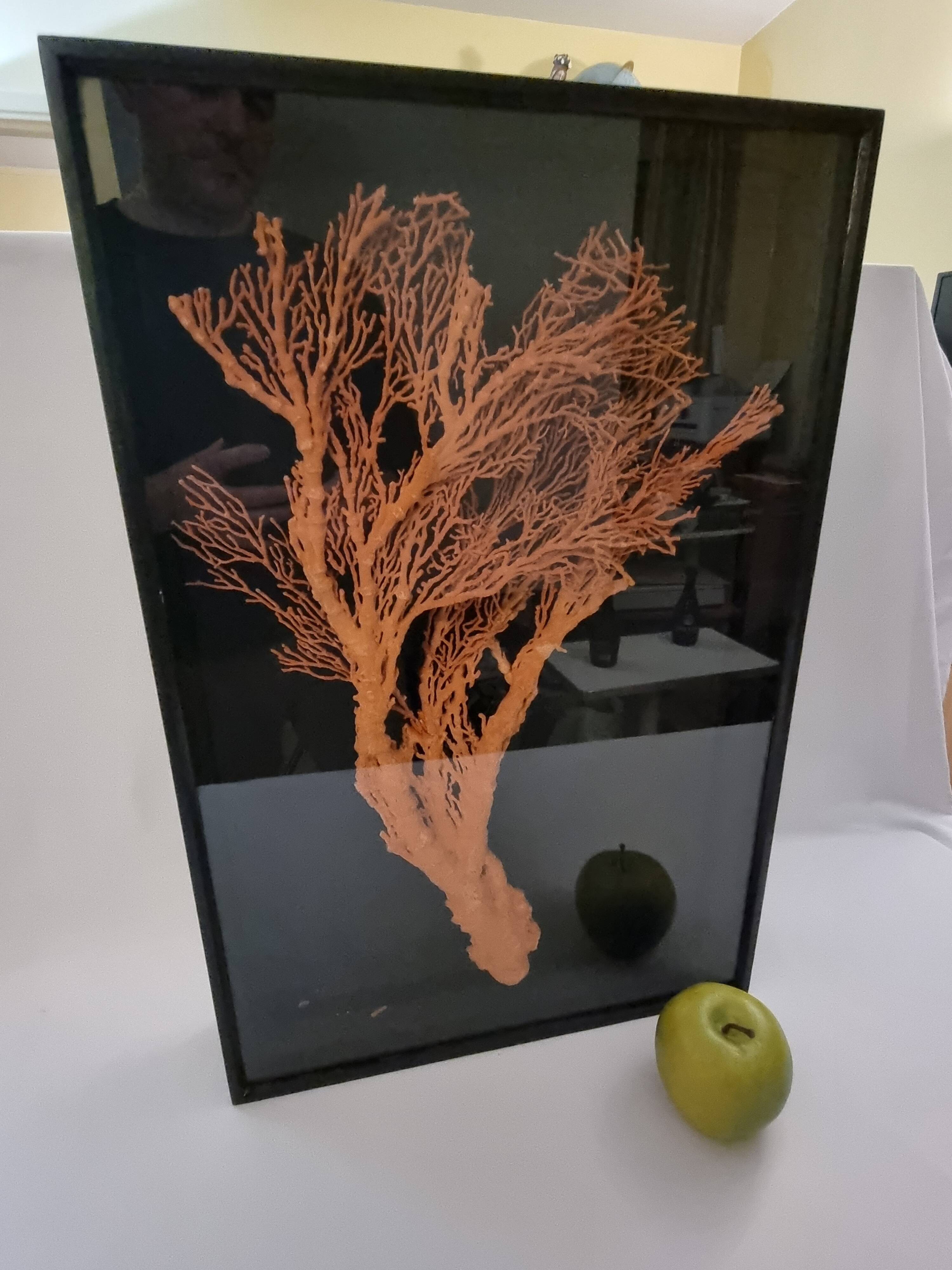 Orange coral, "Gorgon" framed under glass, 60 cm