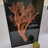 Orange coral, "Gorgon" framed under glass, 60 cm