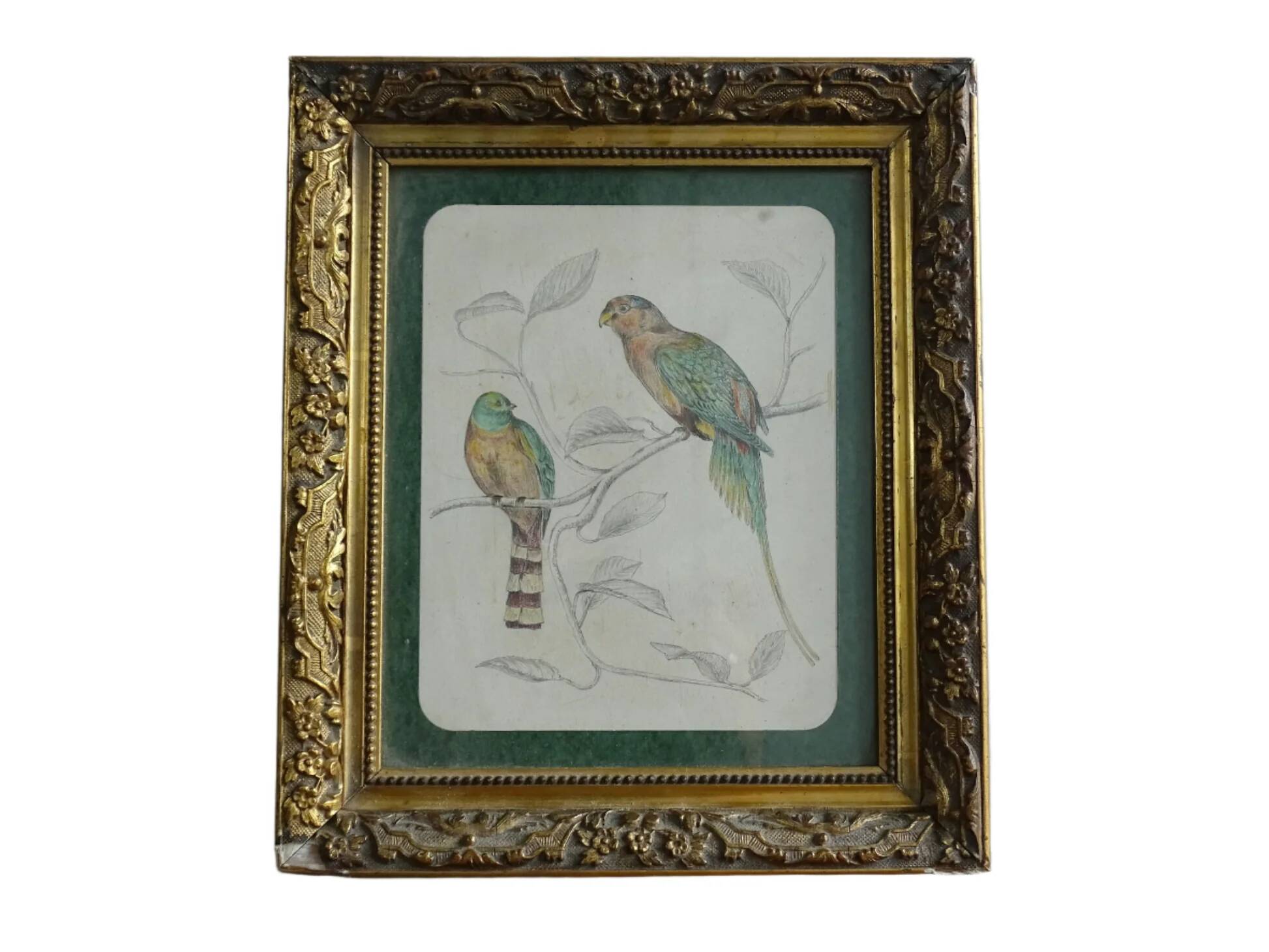 Dessin ancien français d'oiseaux, encadré
