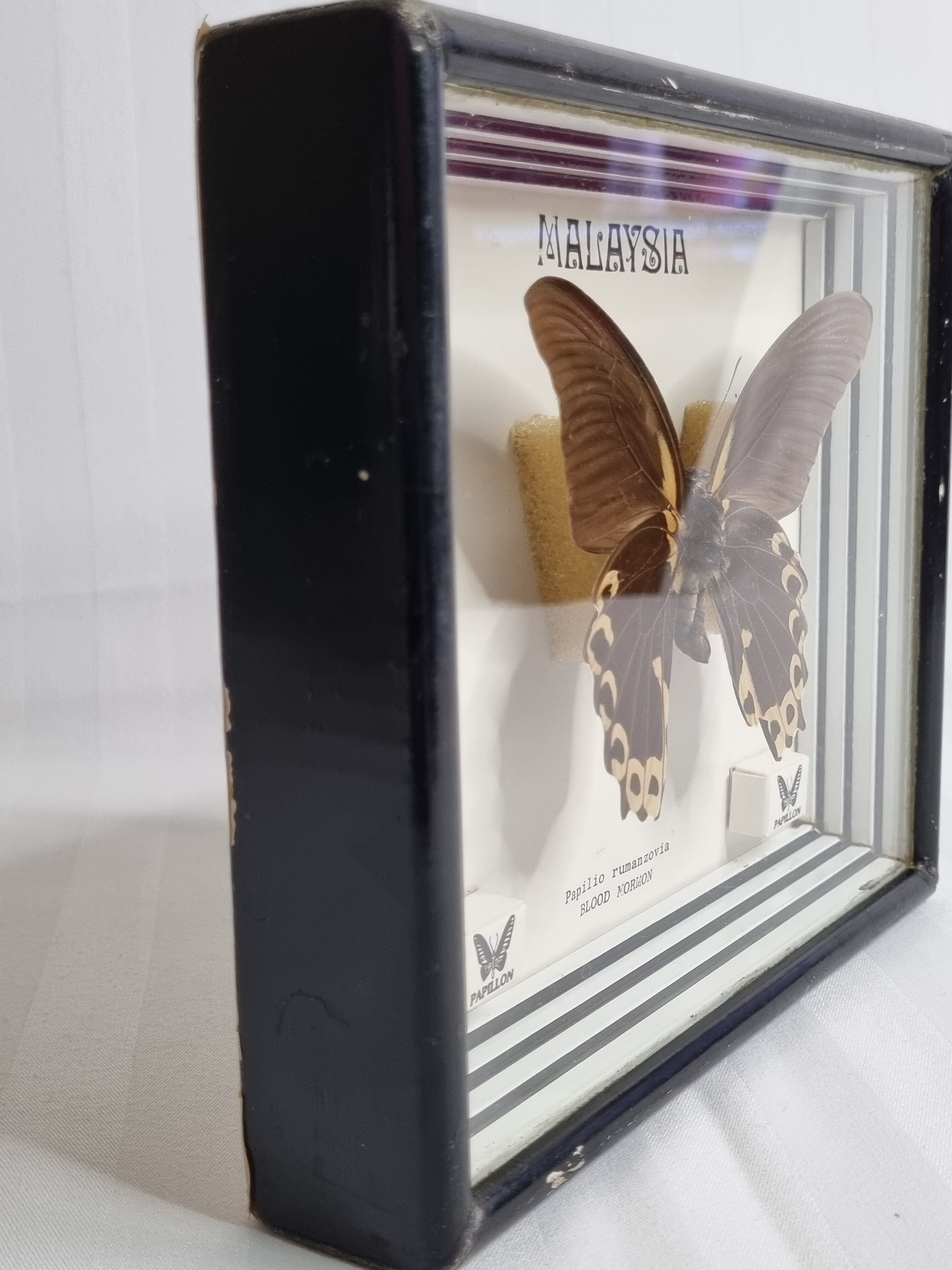 Vintage naturalized butterfly under frame, Papilio rumanzovia, 19 cm
