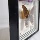 Vintage naturalized butterfly under frame, Papilio rumanzovia, 19 cm