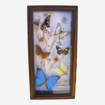 Butterfly frame