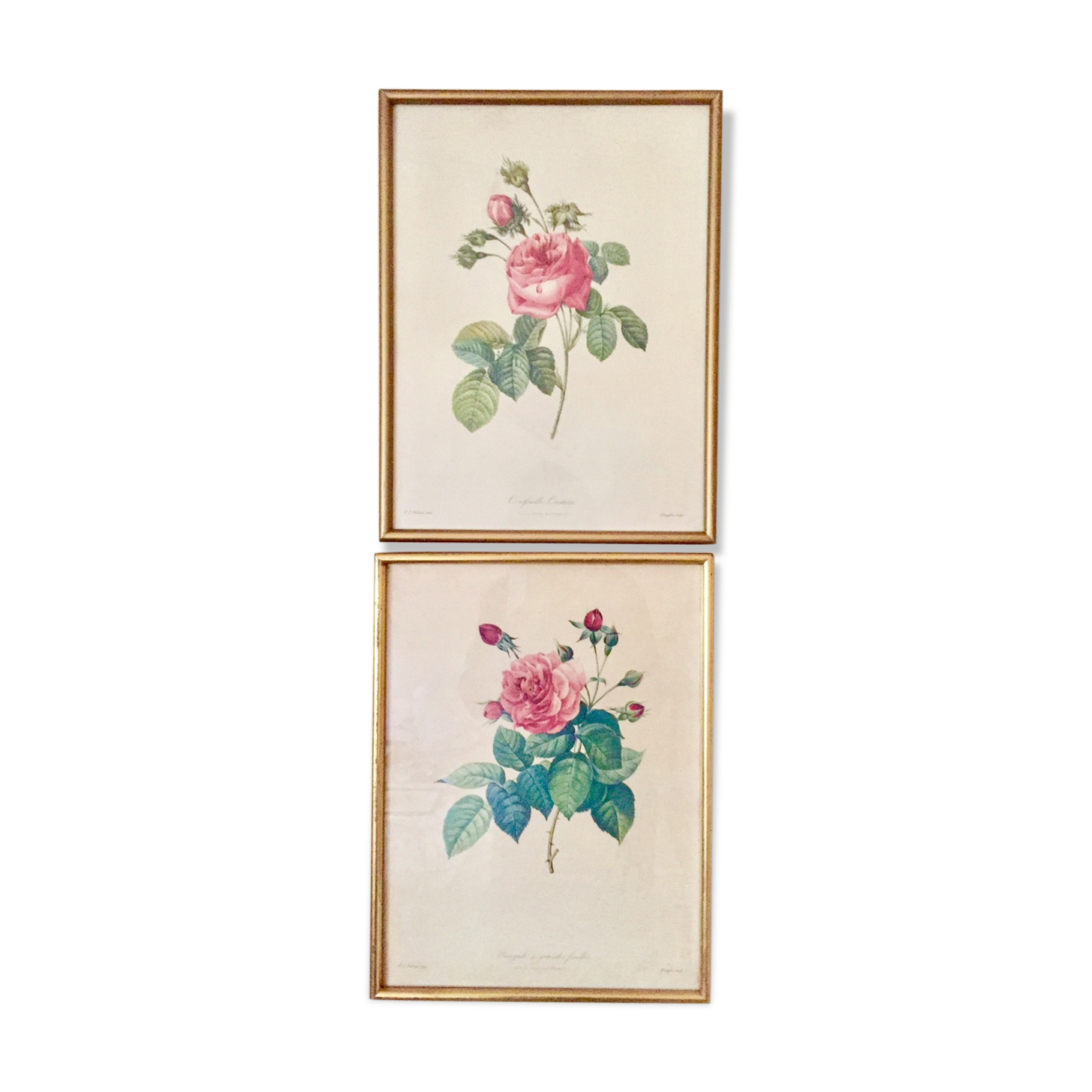 2 framed botanical posters