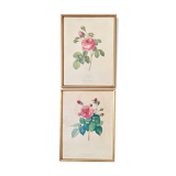 2 framed botanical posters