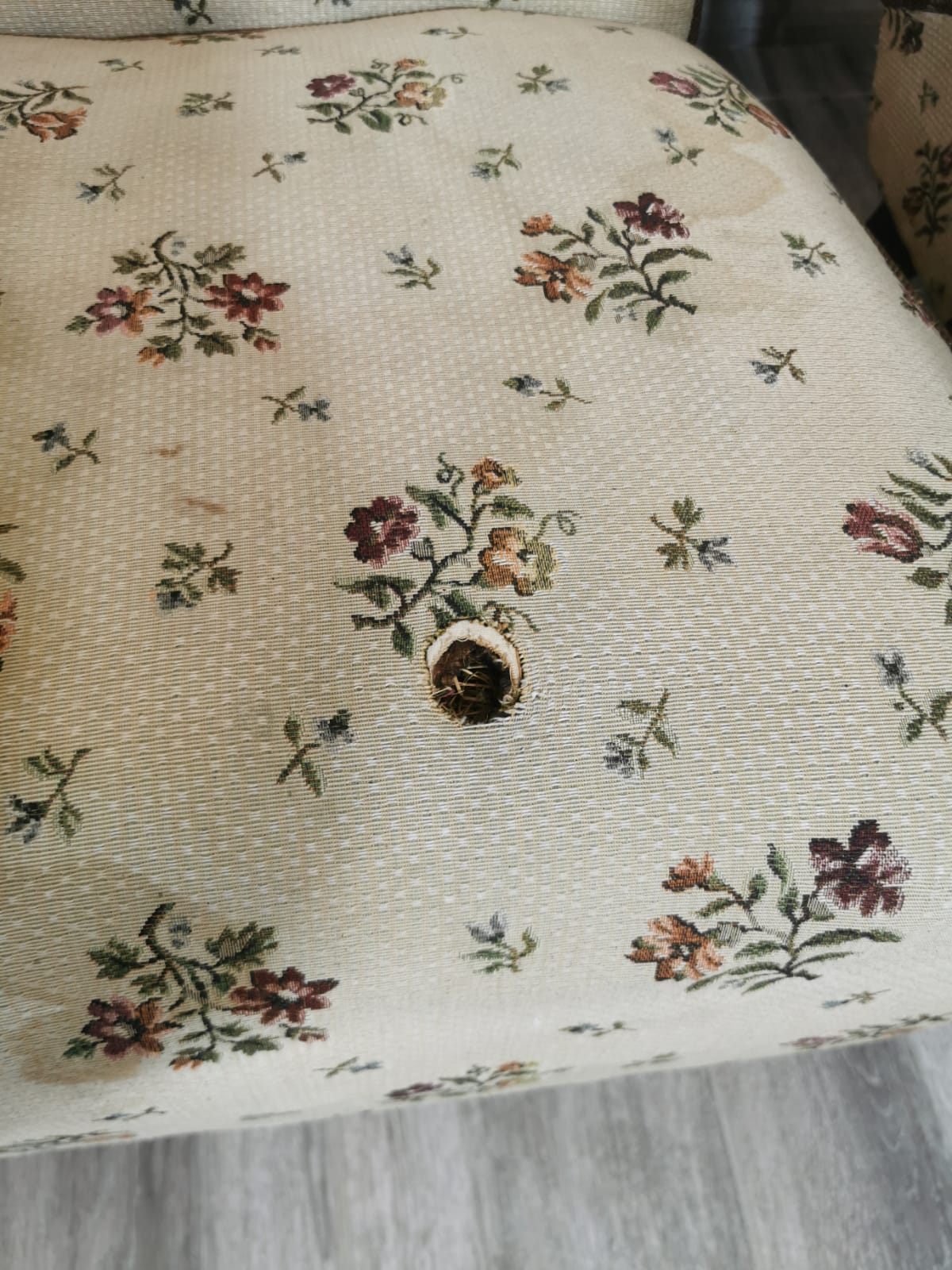 Armchairs by Jindřich Halabala