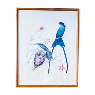 Framed old ornithological poster