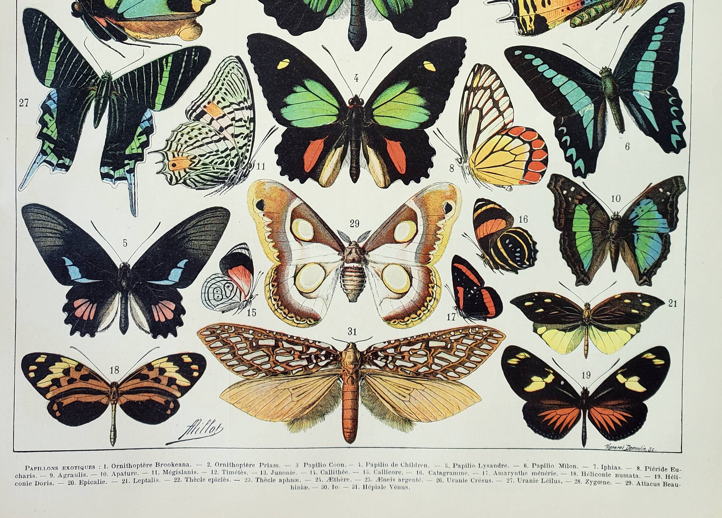 Old engraving 1898, Exotic butterflies, insects • Lithograph, Original plate