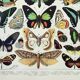 Old engraving 1898, Exotic butterflies, insects • Lithograph, Original plate