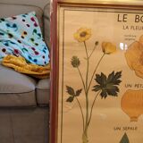 Pedagogical poster in gilded frame