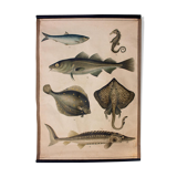 Affiche éducative, poissons, lithographie, 1914