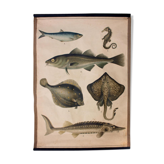 Affiche éducative, poissons, lithographie, 1914