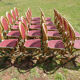 Lot of 21 chairs