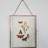 Butterfly insect board