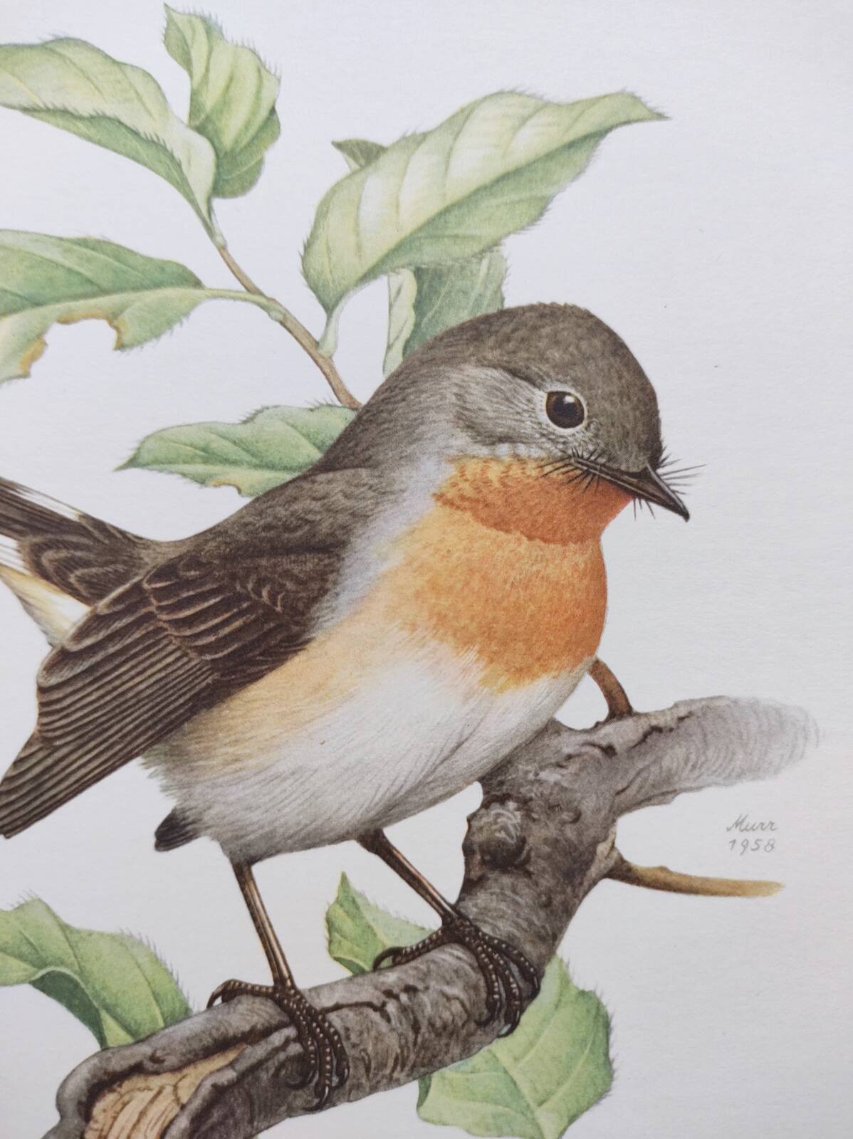 Bird board 60s - Dwarf Flycatcher - Vintage ornithological illustration