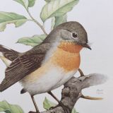 Bird board 60s - Dwarf Flycatcher - Vintage ornithological illustration
