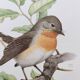 Bird board 60s - Dwarf Flycatcher - Vintage ornithological illustration