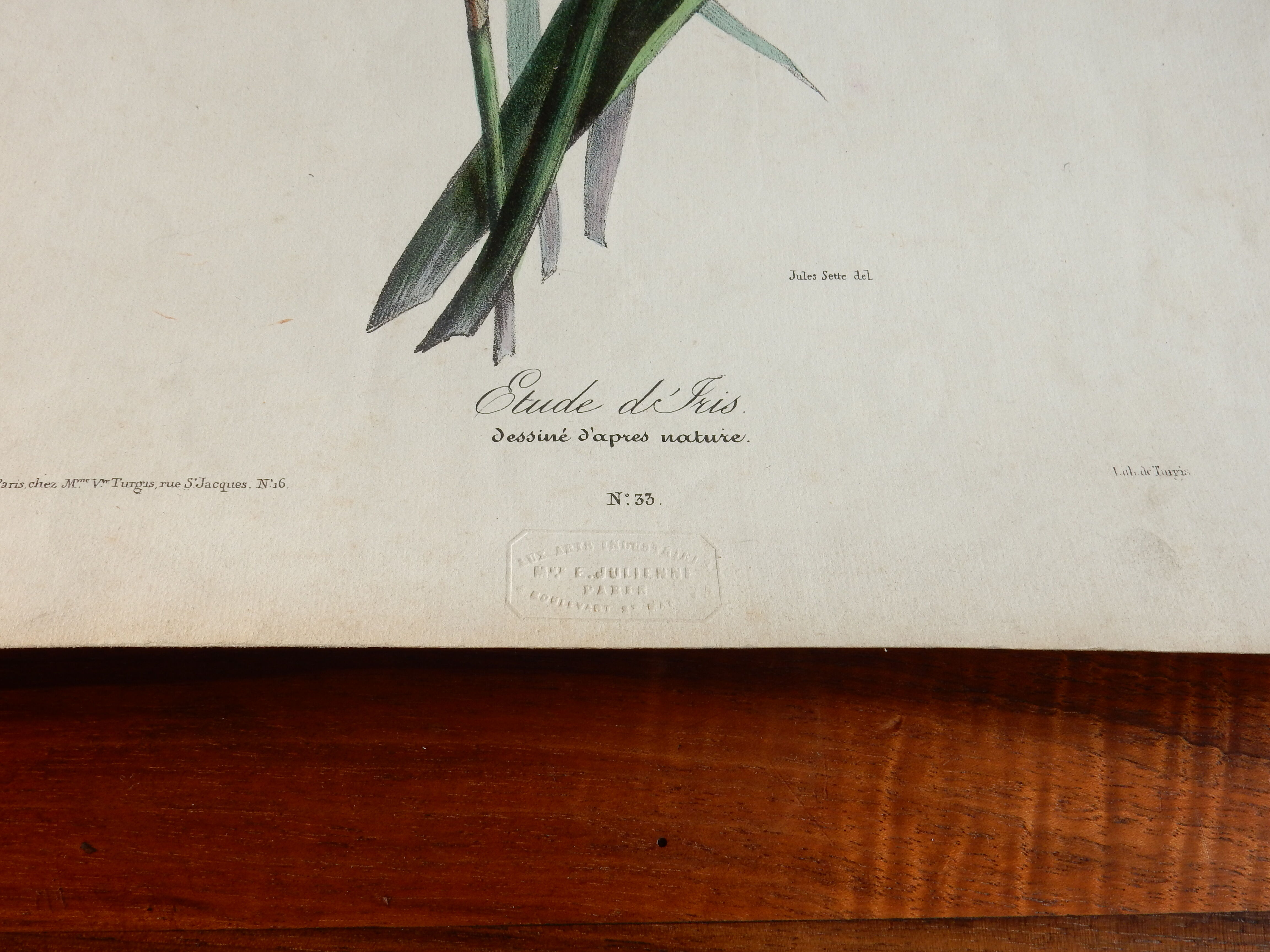 Iris botanical plate of the nineteenth century signed Turgas