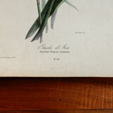 Iris botanical plate of the nineteenth century signed Turgas