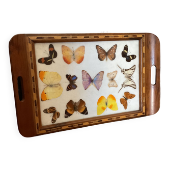 Naturalized butterflies tray