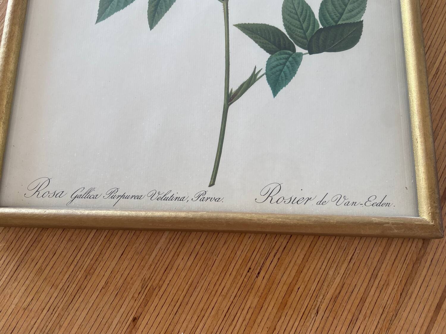 Botanical plate PJ Redouté lithograph Rosier Van Eeden