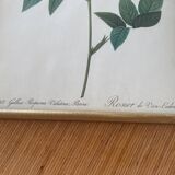 Botanical plate PJ Redouté lithograph Rosier Van Eeden
