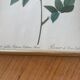 Botanical plate PJ Redouté lithograph Rosier Van Eeden
