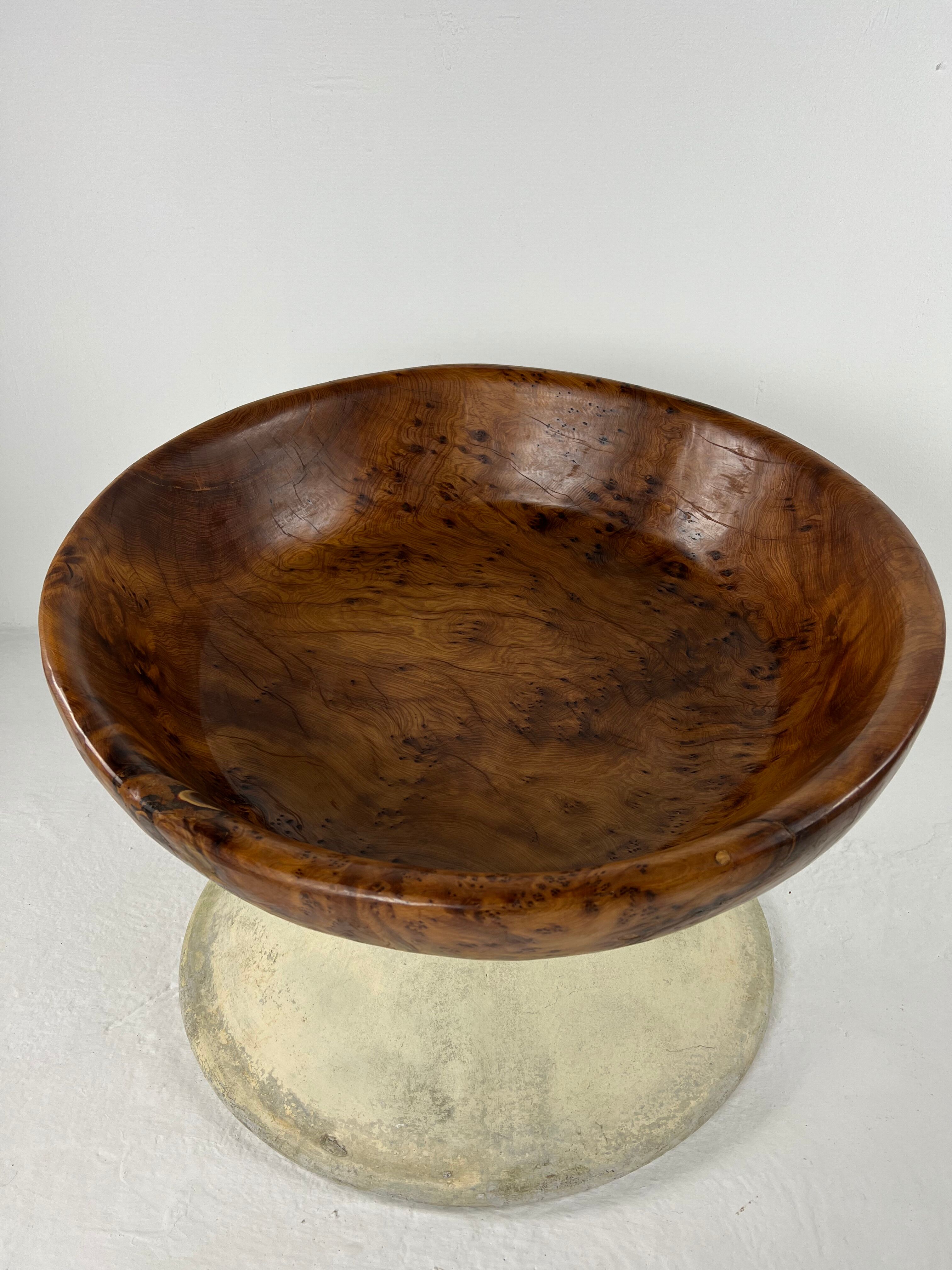 Xxl dish in tuya root