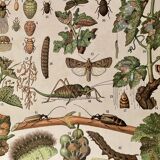Lithograph on insect enemies of the vine (Viticulture Vinification Oenology) - 1910