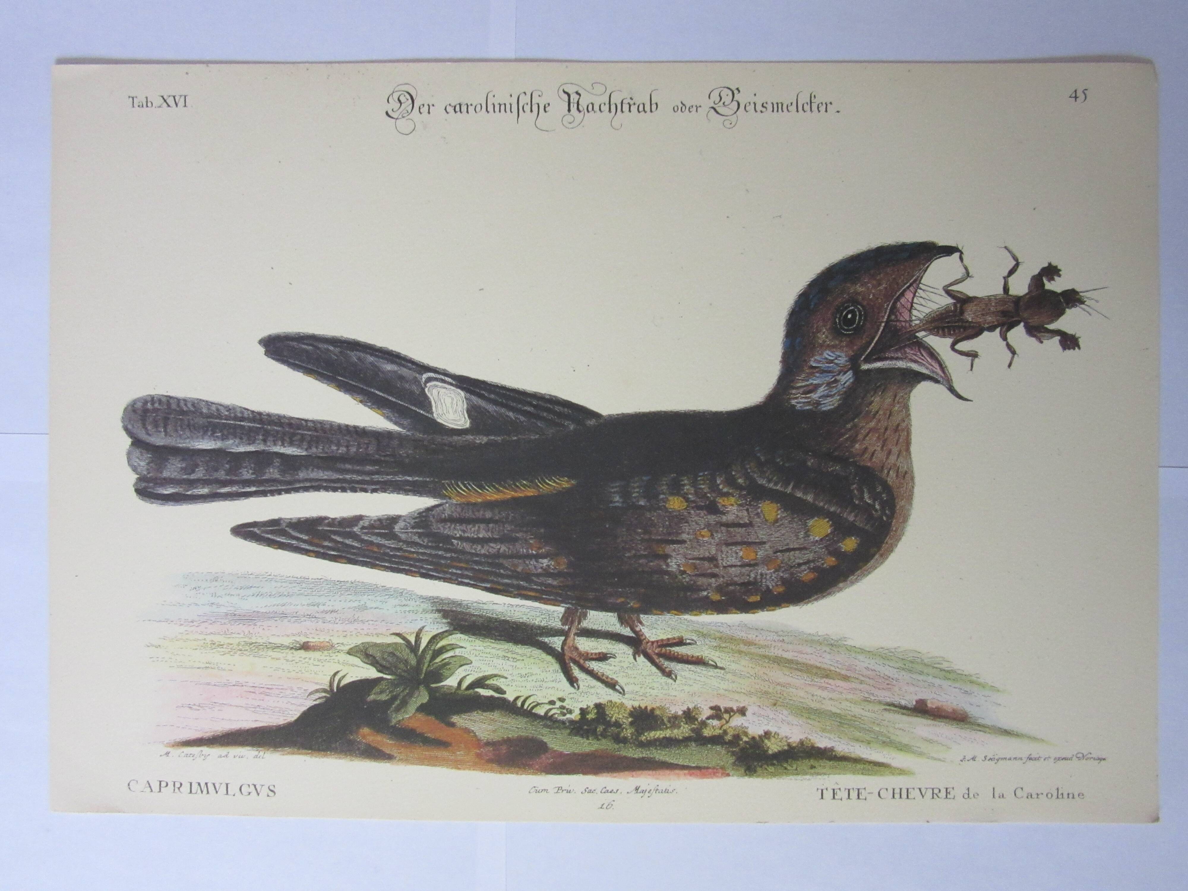 Engraving bird, head-goat of carolina, repro Catesby/Seligmann